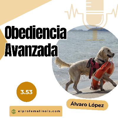 3.53 Cómo Enseñar Trucos Avanzados a tu Perro y Fortalecer Vuestro Vínculo