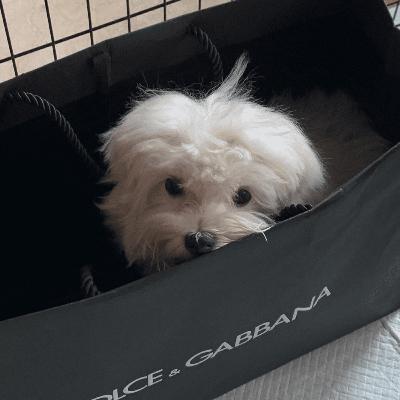 How to convince your parents to get a dog?
