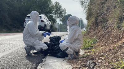 Blinden Collserola per evitar que la pesta porcina s'escampi