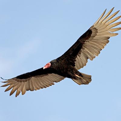What the Vultures Said