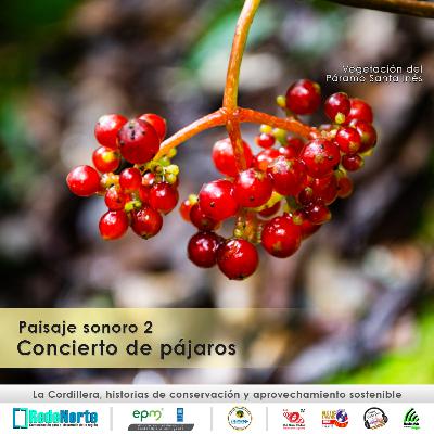 Paisaje sonoro 2 / Concierto de pájaros en el páramo