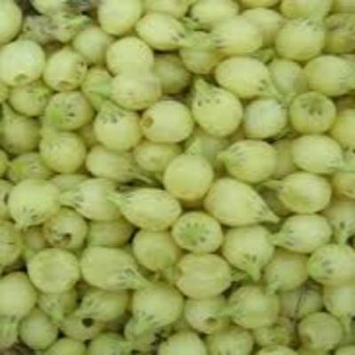 मोहा : एक ललितबंध (वर्षा विद्याधर चोबे)