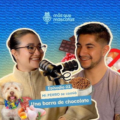 ¿Qué hacer si tu perro come chocolate? Que sí y que no poner en su plato ft. MVZ Luis Ortiz