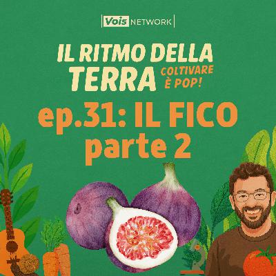 ep 31 - il fico parte 2