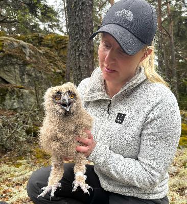 Naturpodden: Baltasar Pinheiro och Nike Nylander ringmärker berguv