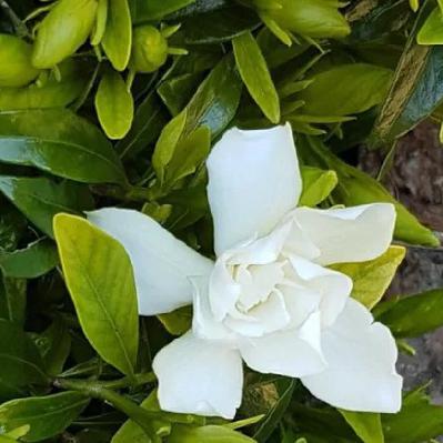 JAZMÍN DEL CABO la flor de la Navidad - Dr. Bernardo Ferrando - BUENVIVIR