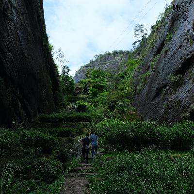 Vol.008 当我们喝岩茶时，到底在喝什么？