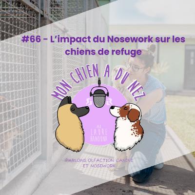 #66 - Les impacts du Nosework sur les chiens de refuge