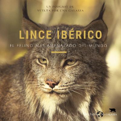 Lince Ibérico: El felino más amenazado del mundo. Lince Ibérico: El felino más amenazado del mundo.