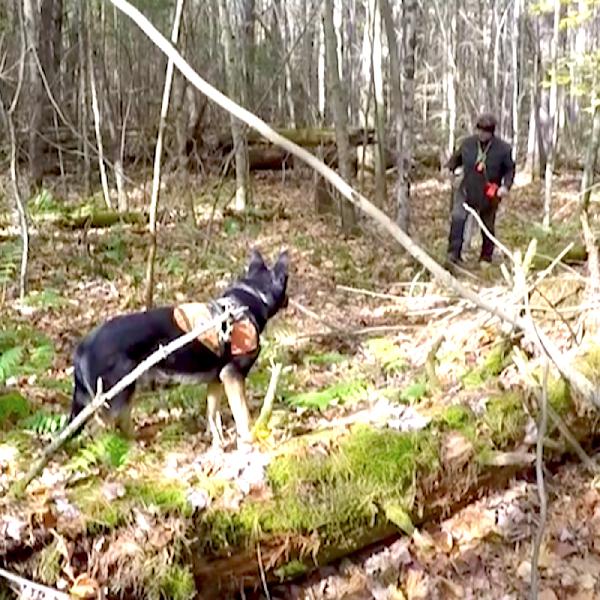 90: Cadaver Dog Results 90: Cadaver Dog Results