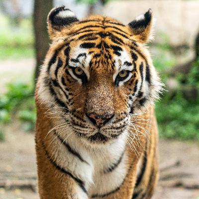 #36 - A História do Tigre e do Leão