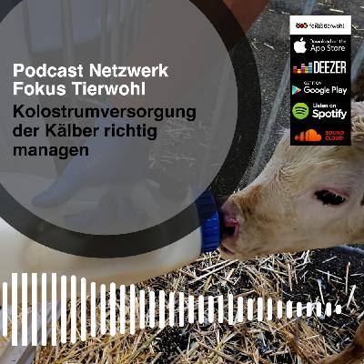 Kolostrumversorgung der Kälber richtig managen