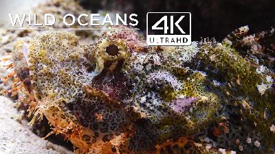 Mantis shrimp, bearded scorpionfish & beautiful corals in 4K Mantis shrimp, bearded scorpionfish & beautiful corals in 4K