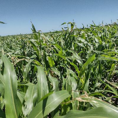 Pulgones amarillos en sorgo