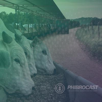PhibroCast - Episódio 14: A importância da quantidade certa para maximizar o desempenho animal