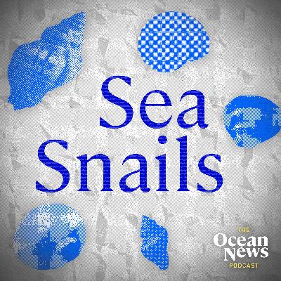 Sea snail defence-mode may HINDER its sex life - The Ocean News Podcast