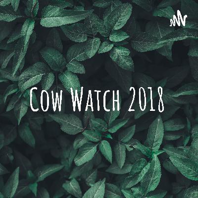 Cow Watch 2018 - Part 1