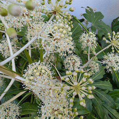 Meterse en un jardín | Plantas parásitas Meterse en un jardín | Plantas parásitas