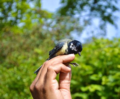 Episode 80 – A bird in the hand