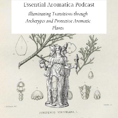 Illuminating Transitions with Archetypes and Protective Aromatic Plants