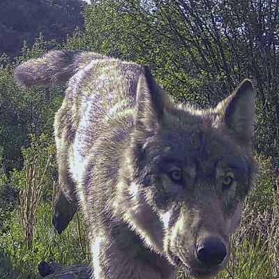 Wolves and wolverines: Colorado reintroduction plans under review Wolves and wolverines: Colorado reintroduction plans under review