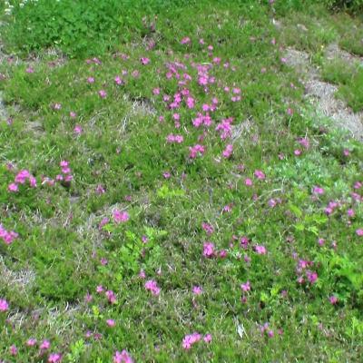 Encantos da natureza com Professor Luiz Roza Camargo
