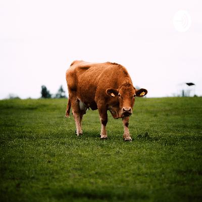 Sollte man sich Vegetarisch ernähren? Sollte man sich Vegetarisch ernähren?