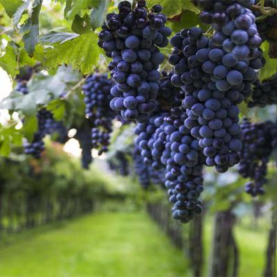 Cabernet Sauvignon