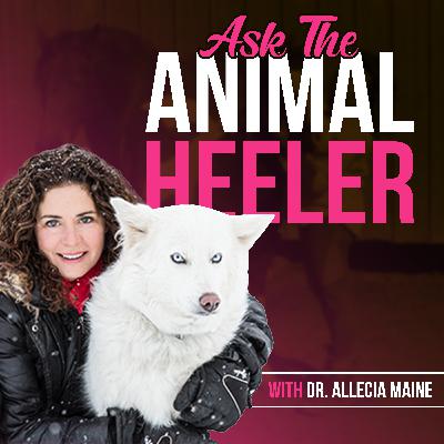 The Secret Language of Dogs: Decoding Their Emotions with Shaina Denny