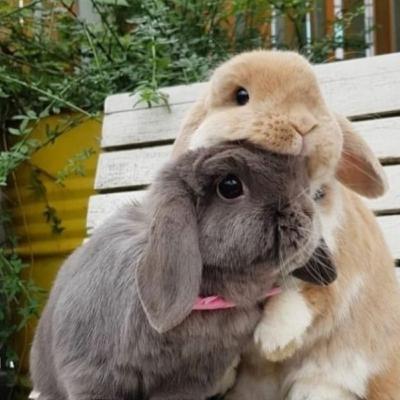 Welches fressen dürfen Kaninchen Teil 2