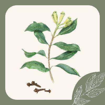 Herb Notes: The Benefits of Clove