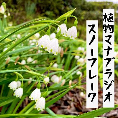 #36 スノーフレークとか！