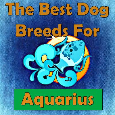 Dogs That Are Good For Aquarians (Zodiac) Dogs That Are Good For Aquarians (Zodiac)