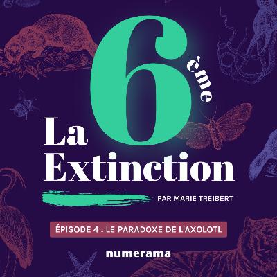 Épisode 4 : le paradoxe de l'axolotl