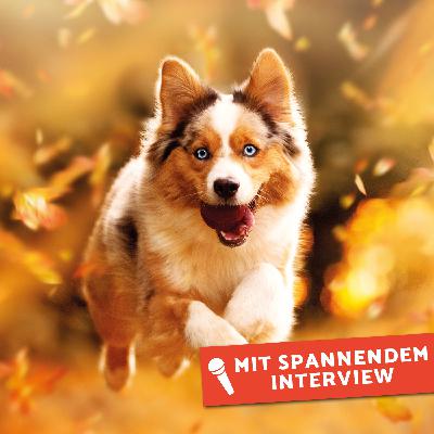 Heimtier Podcast - Fit durch den Herbst
