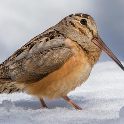 American Woodcock American Woodcock