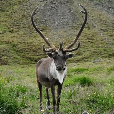 Cosas rarísimas que sólo pasan en Islandia