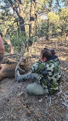 406" Bull in NV  "the Cardinal Bull" 406" Bull in NV  "the Cardinal Bull"
