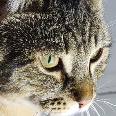 Cats or dogs Cats or dogs