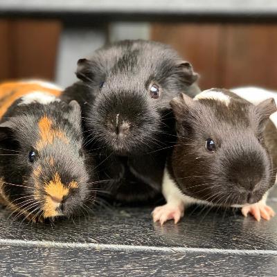 The littlest furry friends on the farm