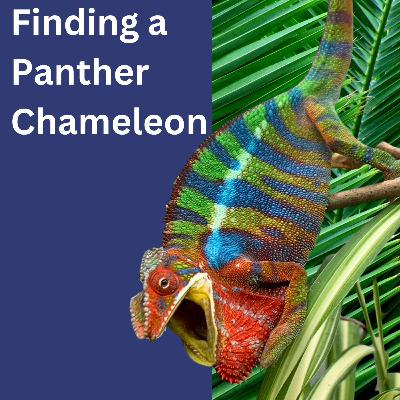 Finding a Panther Chameleon Finding a Panther Chameleon