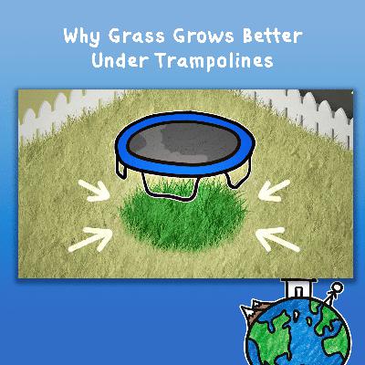 Why Grass Grows Better Under Trampolines