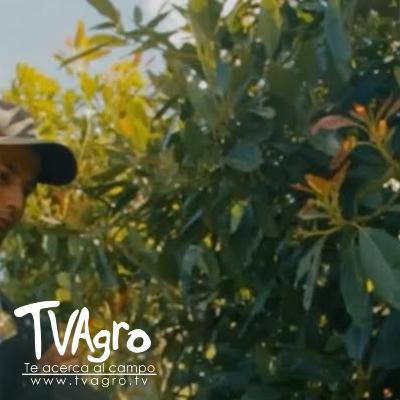 Cultivo Aguacate Hass Sin Químicos Fermentado Ajo-Ají y Supermagro - TvAgro por Juan Gonzalo Angel Cultivo Aguacate Hass Sin Químicos Fermentado Ajo-Ají y Supermagro - TvAgro por Juan Gonzalo Angel