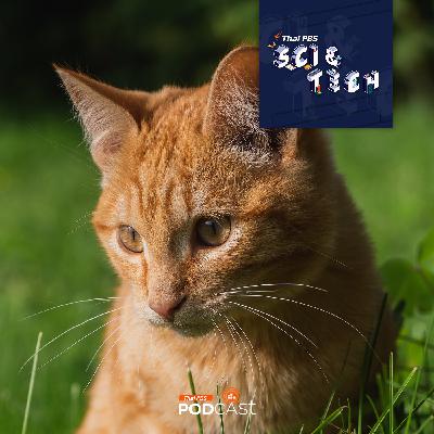 Sci & Tech EP. 865: เรื่อง(ไม่)ลับของเหล่าแมวส้ม