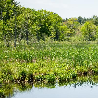 FARO del saber ancestral parte 4 (Temporada 1) FARO del saber ancestral parte 4 (Temporada 1)