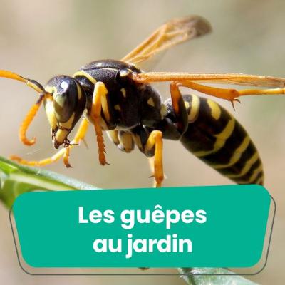 Les guêpes au jardin : amies ou ennemies ?
