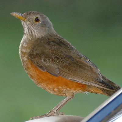 Rufous-bellied thrush / Sabiá Laranjeira (Turdus rufiventris)