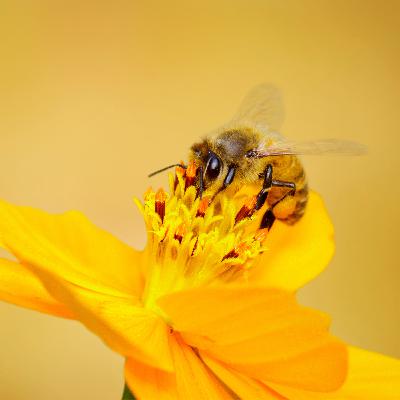 Bzzzzness is Bzzzzness