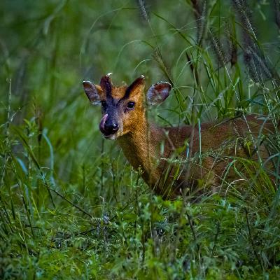 唐家河之行&人与动物 唐家河之行&人与动物