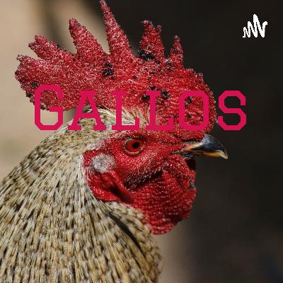 Los gallos